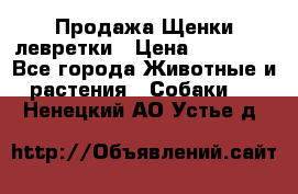 Продажа Щенки левретки › Цена ­ 40 000 - Все города Животные и растения » Собаки   . Ненецкий АО,Устье д.